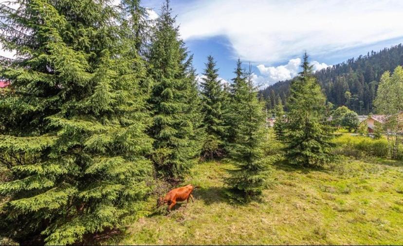Imperial Hotel Bukovel Kültér fotó